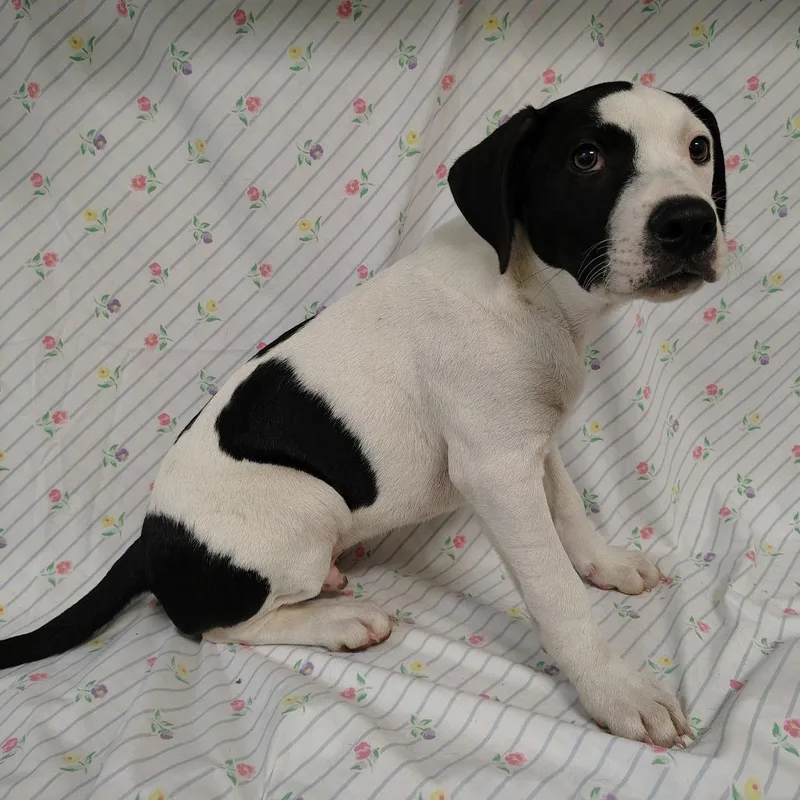 A baby small-sized male White / Cream Pit Bull Terrier dog named Victor Van Dort for adoption in Coos Bay, OR