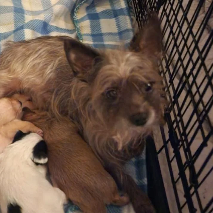 A young small-sized female White / Cream Wirehaired Terrier dog named Momma Toffee for adoption in Tampa, FL