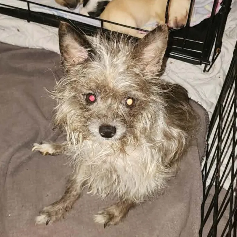 Momma Toffee thumbnail 2