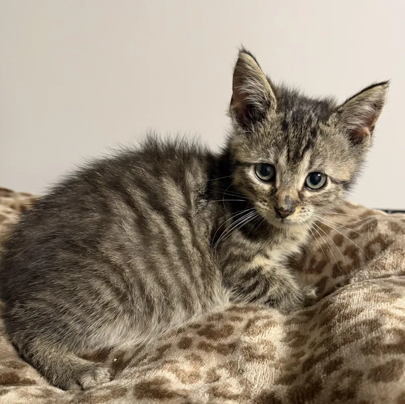 A baby medium-sized male Tabby (Gray / Blue / Silver) Domestic Short Hair cat named Luke for adoption in Grove, OK