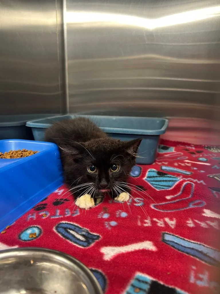 A baby medium-sized male Domestic Long Hair cat named Clifford for adoption in Gautier, MS
