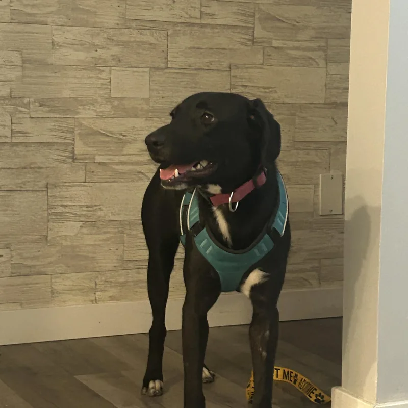 A young medium-sized female Black Labrador Retriever dog named June Bug for adoption in Brookeville, MD