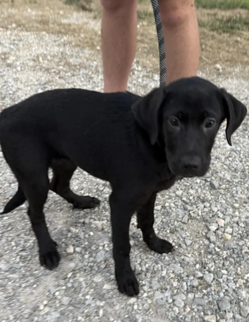 A baby medium-sized female Black Labrador Retriever dog named Twinkle for adoption in Watertown, CT