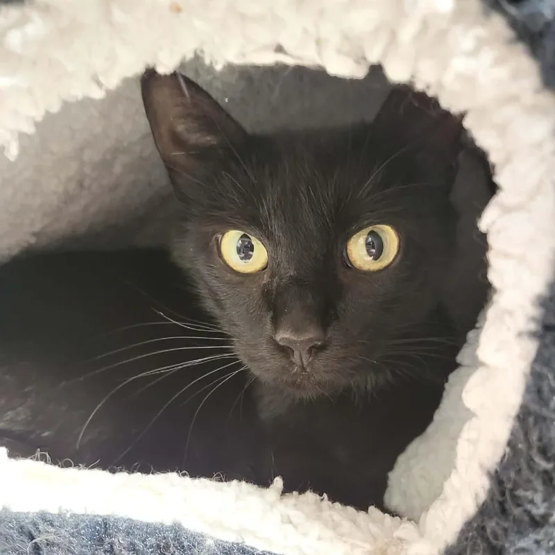 Sabrina