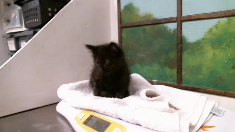 A baby small-sized male Domestic Medium Hair cat named Peanut for adoption in Houston, TX