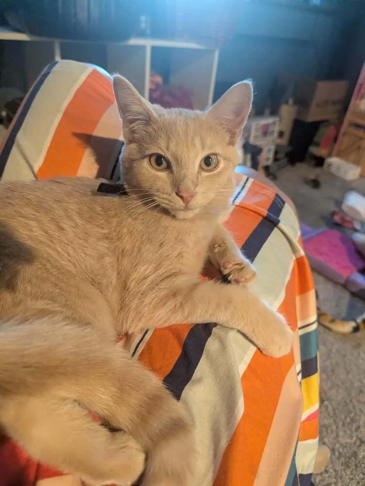 A baby small-sized male Tabby (Orange / Red) Domestic Short Hair cat named Bandit for adoption in West Mifflin, PA