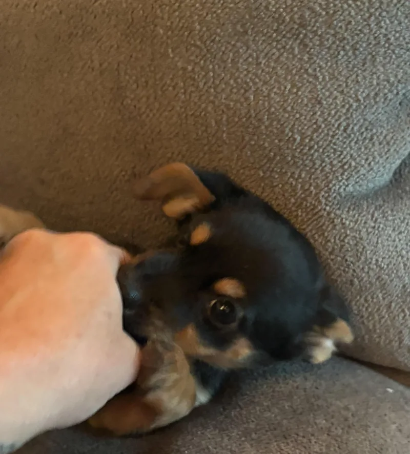 A baby small-sized male Chihuahua dog named Denver for adoption in Concord, CA