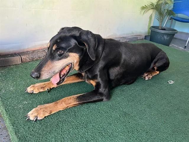 An adult large-sized male Doberman Pinscher dog named Gary for adoption in Baldwin Park, CA