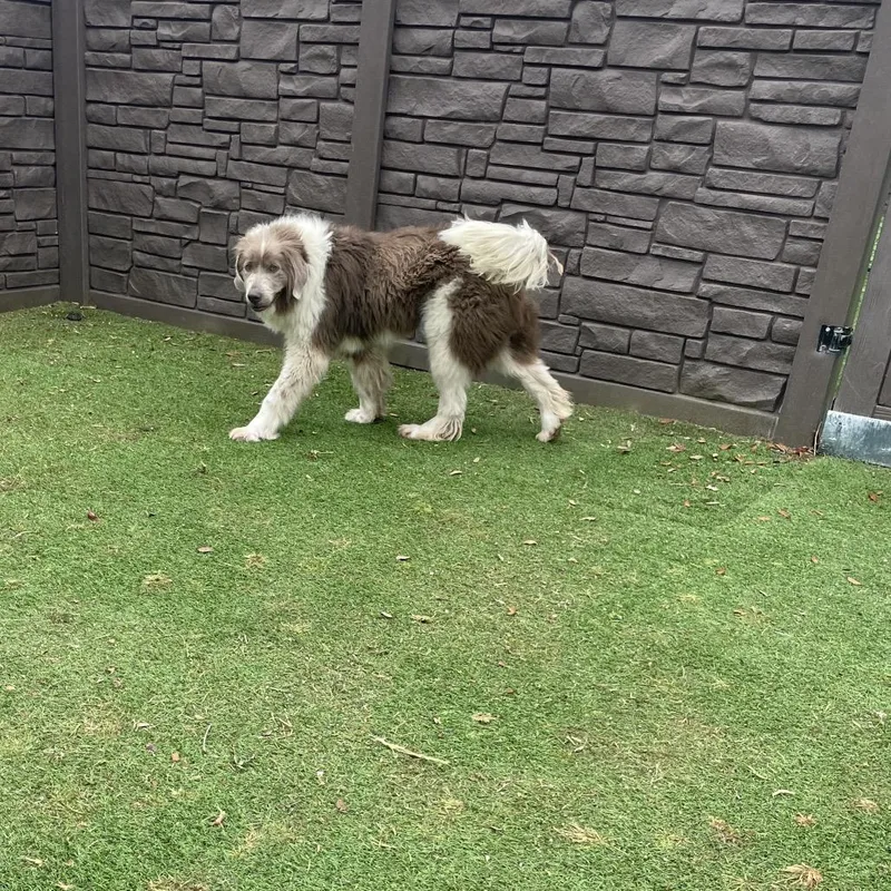 An adult large-sized male Golden Great Pyrenees dog named Yukon for adoption in LOXAHATCHEE, FL