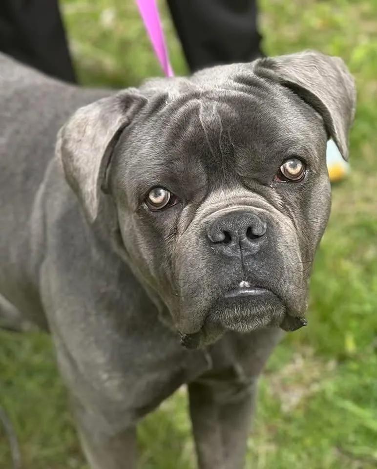 A young large-sized male Cane Corso dog named Icee for adoption in Wappingers Falls, NY