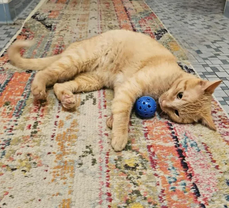 A young medium-sized male Domestic Short Hair cat named Bumblebean for adoption in Pawtucket, RI