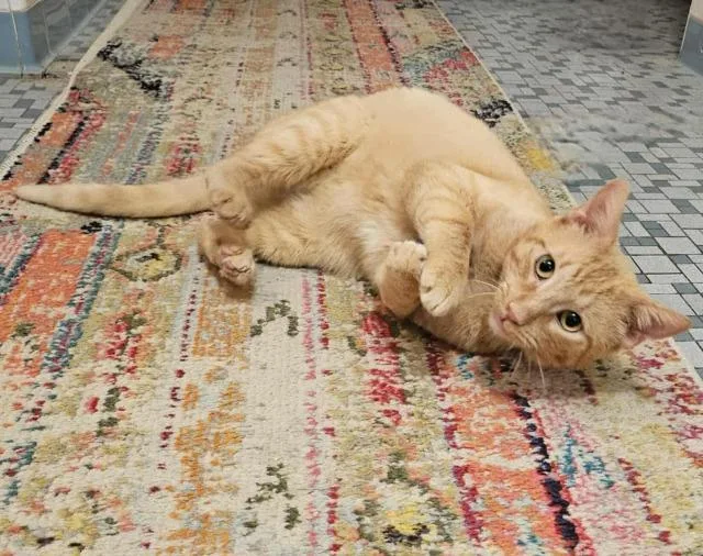 Bumblebean thumbnail 2