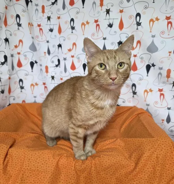 Bumblebean thumbnail 3