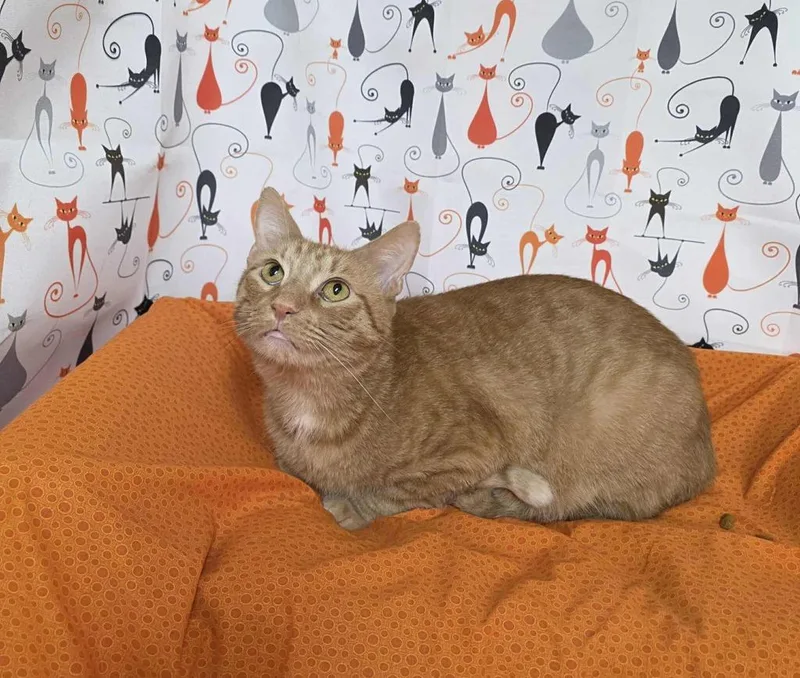 Bumblebean thumbnail 4