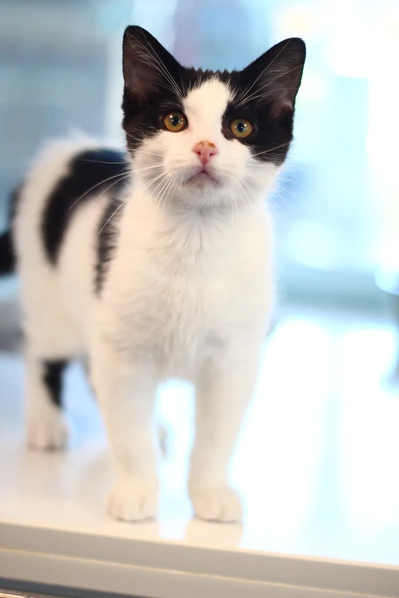 A baby small-sized male Domestic Short Hair cat named Moo for adoption in Toledo, OH