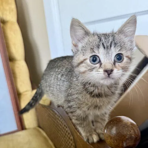 A baby small-sized female Tabby (Brown / Chocolate) Domestic Short Hair cat named Ghidorah for adoption in Fishers, IN