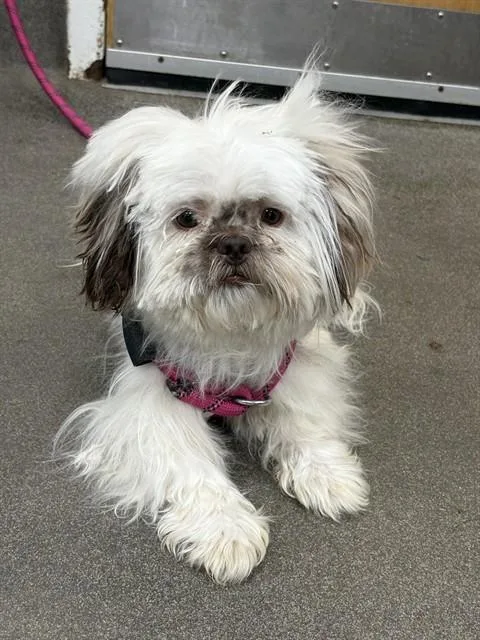 A young small-sized male Shih Tzu dog named Lenny for adoption in Upper Marlboro, MD