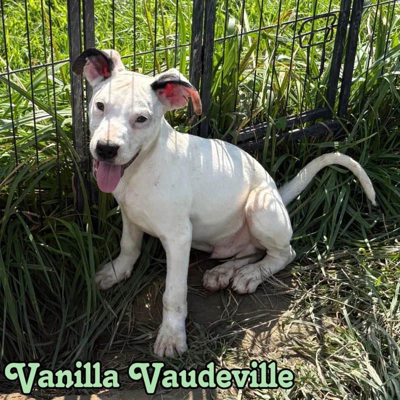 A baby medium-sized male Pit Bull Terrier dog named Vanilla Vaudeville for adoption in Hillsboro, OH
