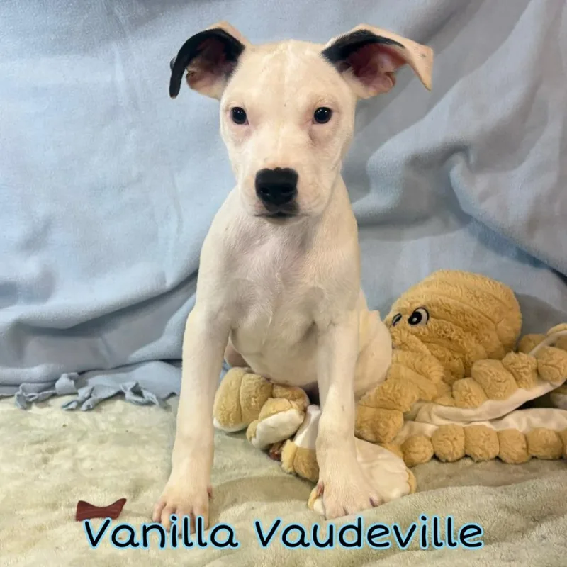 Vanilla Vaudeville thumbnail 2