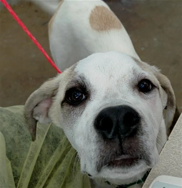 A young large-sized male Mixed Breed dog named Gavin for adoption in Dallas, TX