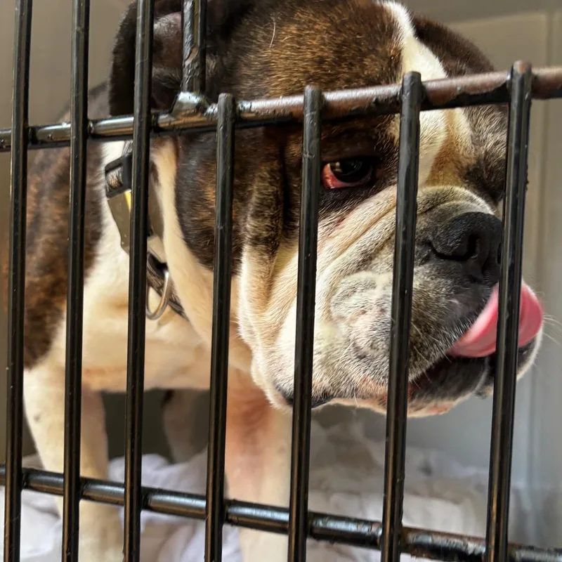 A senior medium-sized male Brindle English Bulldog dog named Hershel for adoption in Philadelphia, PA
