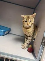 An adult medium-sized male Tabby (Brown / Chocolate) Domestic Short Hair cat named Brutus for adoption in Canon City, CO