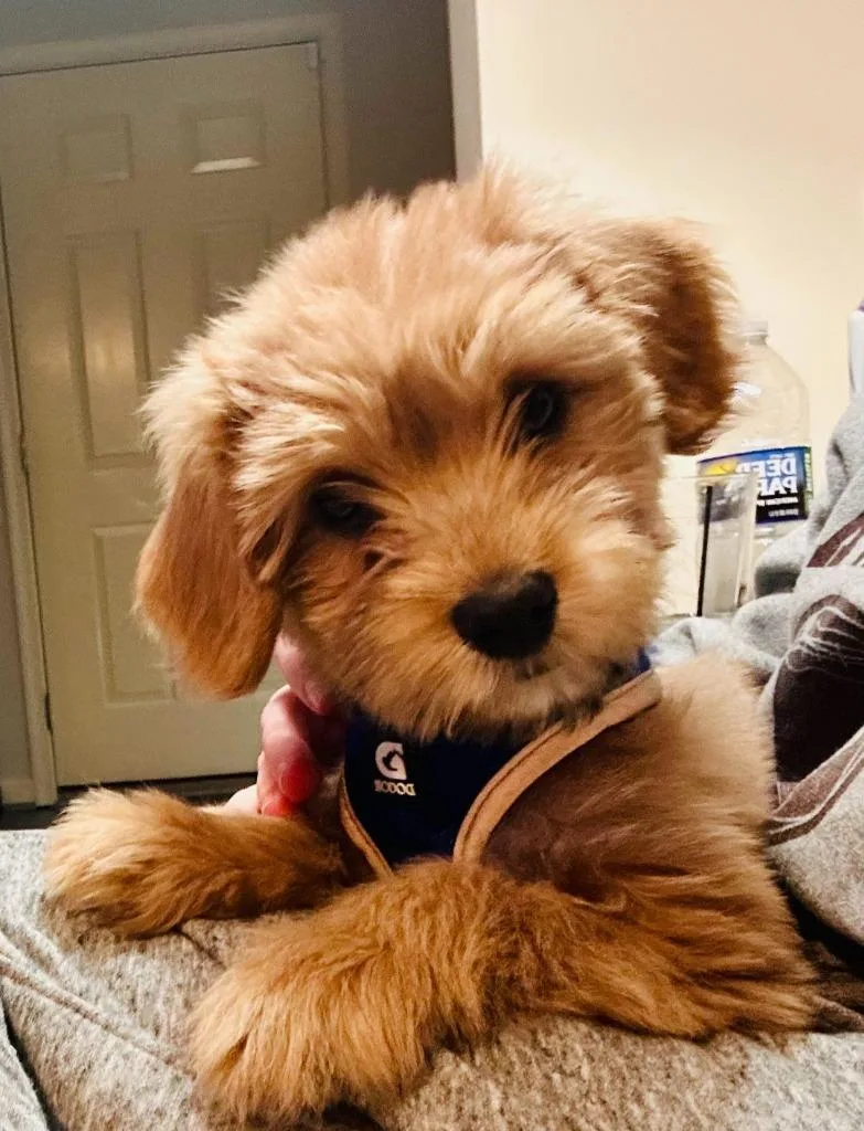 A baby small-sized male Cavalier King Charles Spaniel dog named Brodi for adoption in Walnutport, PA