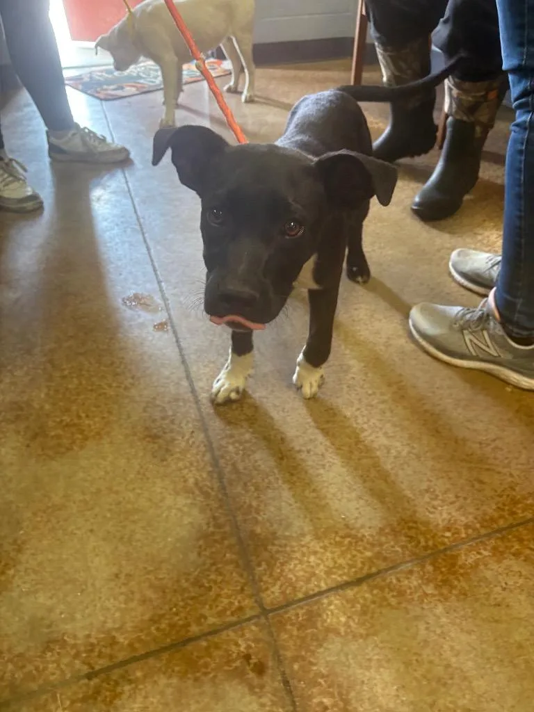 A baby small-sized male Pit Bull Terrier dog named Hershey for adoption in Brownwood, TX