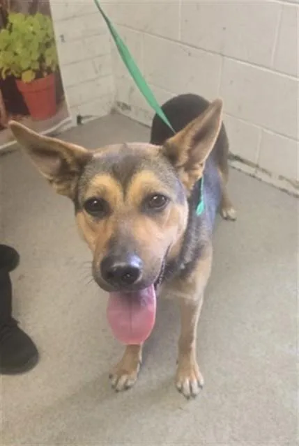 A young large-sized female German Shepherd Dog dog named Fallon for adoption in San Bernardino, CA