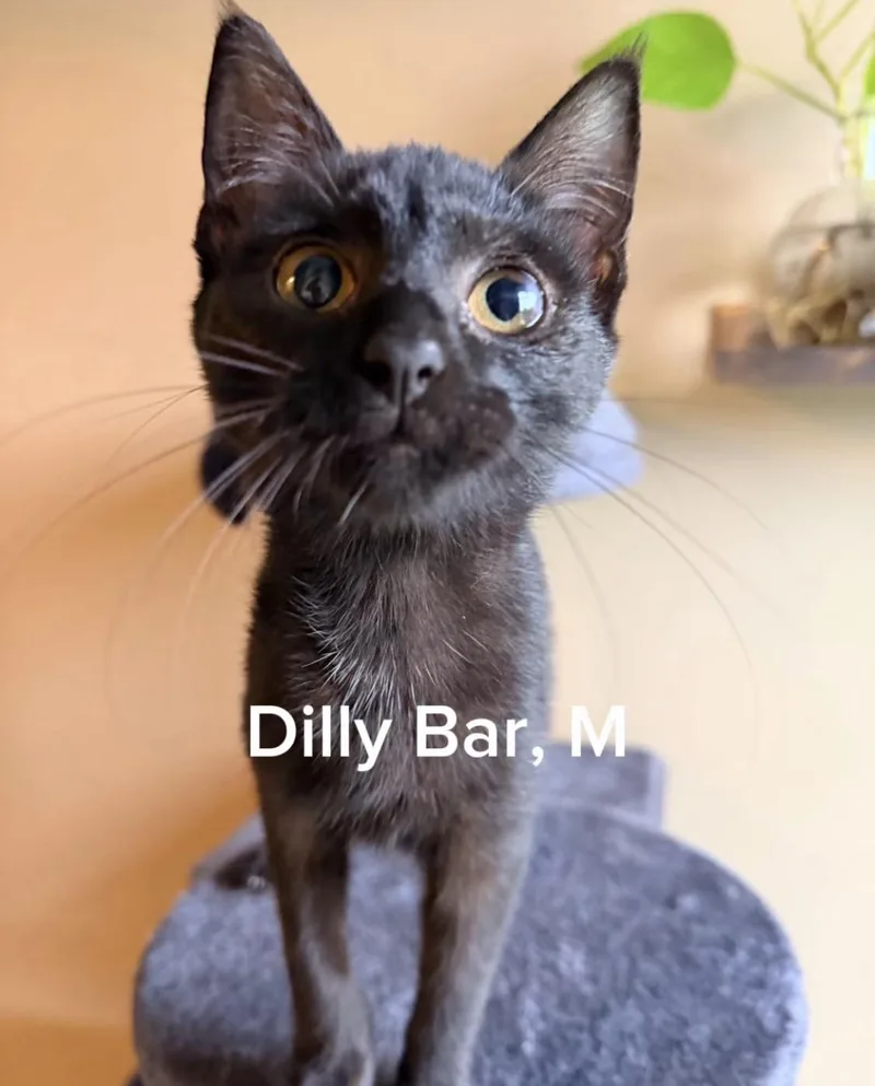 A baby small-sized female Black Domestic Short Hair cat named Dilly Bar for adoption in Shrewsbury, MA