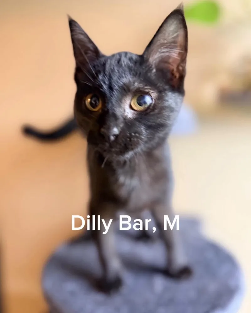 Dilly Bar thumbnail 3