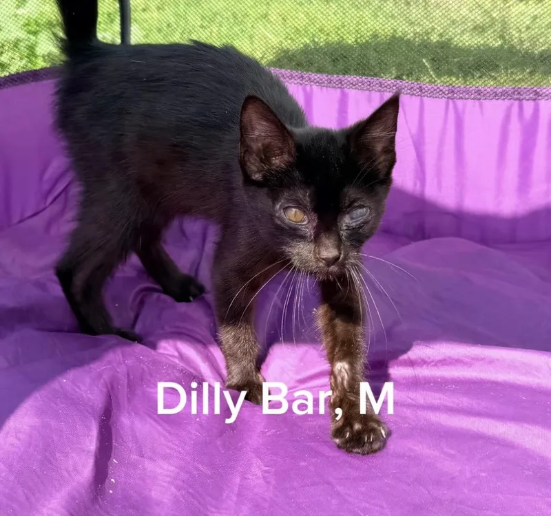 Dilly Bar thumbnail 4
