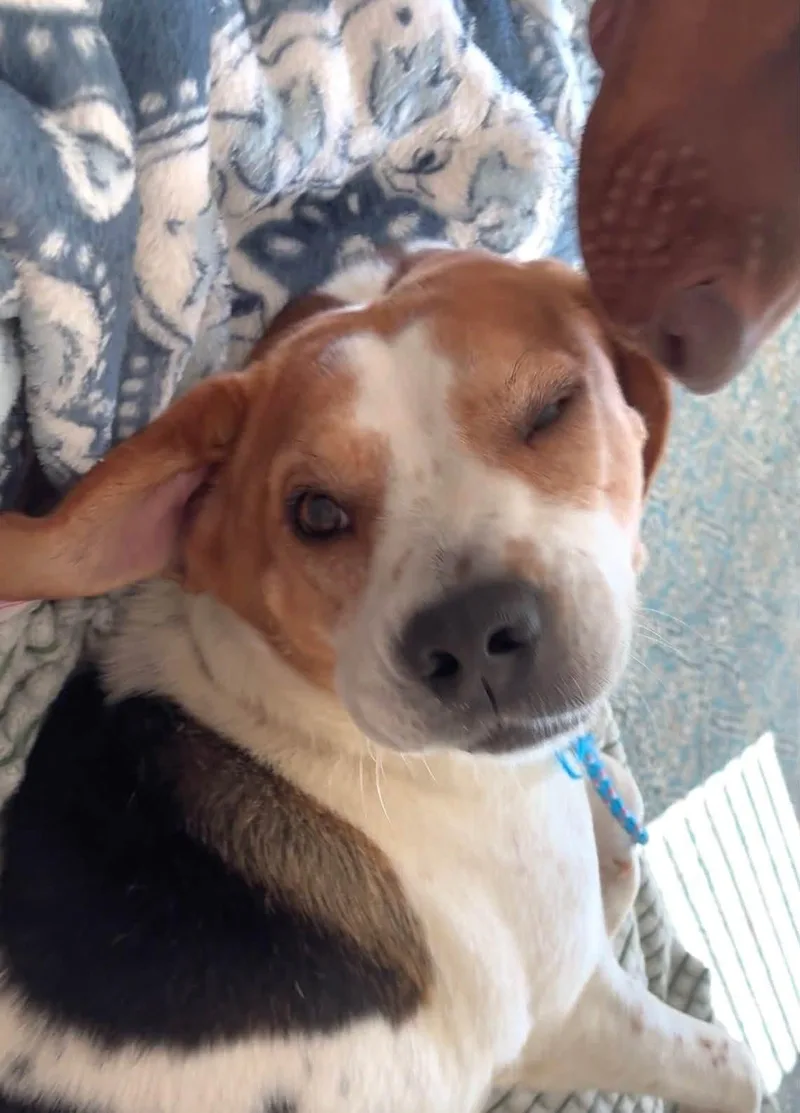 A young medium-sized female Tricolor (Brown, Black, & White) Beagle dog named Lilah for adoption in Covington, GA