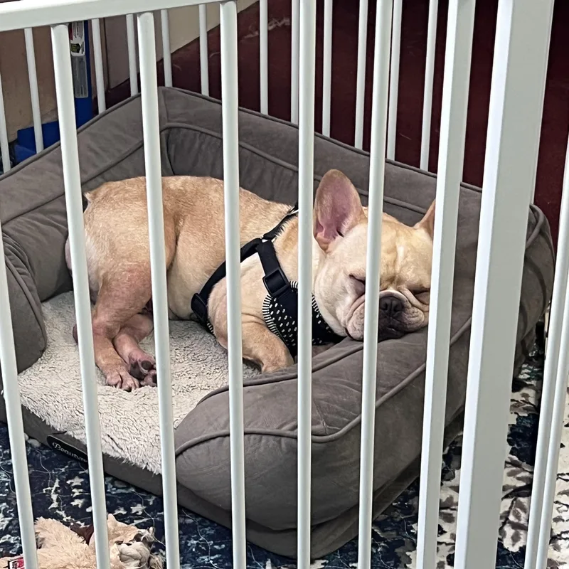 A young small-sized female French Bulldog dog named Ella for adoption in Danville, VT