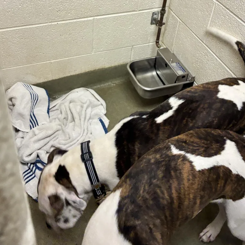 A young large-sized male White / Cream Pit Bull Terrier dog named 72558 for adoption in Harrisonburg, VA