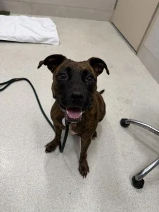An adult medium-sized female Pit Bull Terrier dog named Coco for adoption in Honolulu, HI