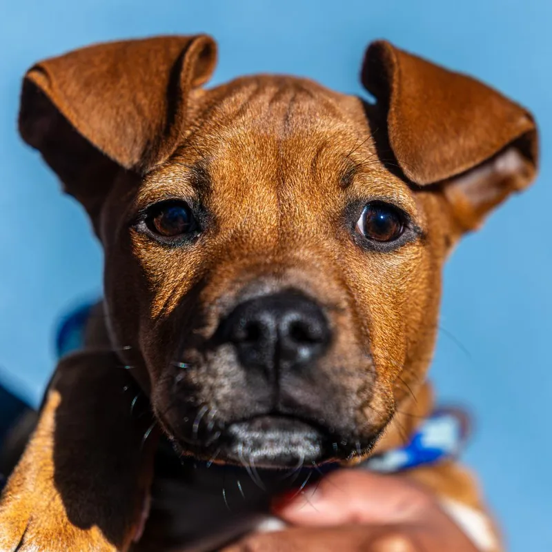 Squirtle thumbnail 2