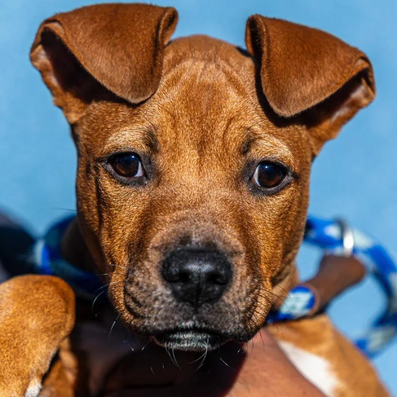 Squirtle thumbnail 3