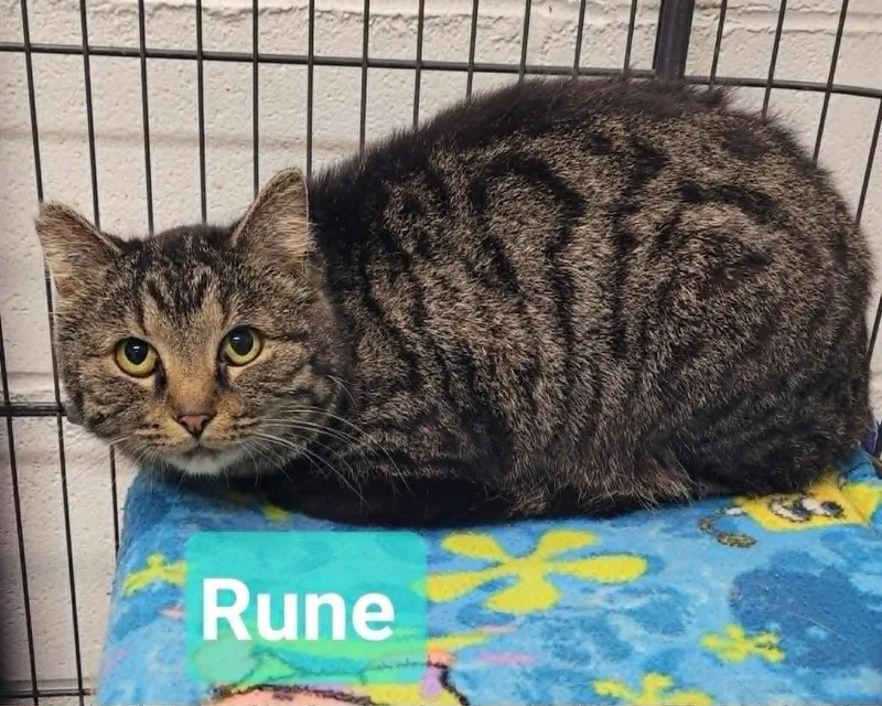 A young medium-sized female Domestic Short Hair cat named Rune for adoption in Richmond, IN