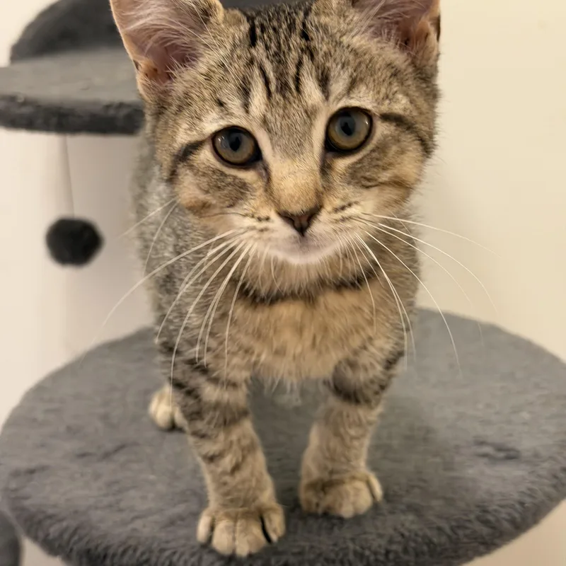 A baby medium-sized female Tabby (Brown / Chocolate) Domestic Short Hair cat named Mouse for adoption in Westfield, NJ