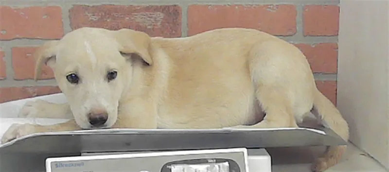 A baby small-sized female Labrador Retriever dog named A for adoption in Houston, TX