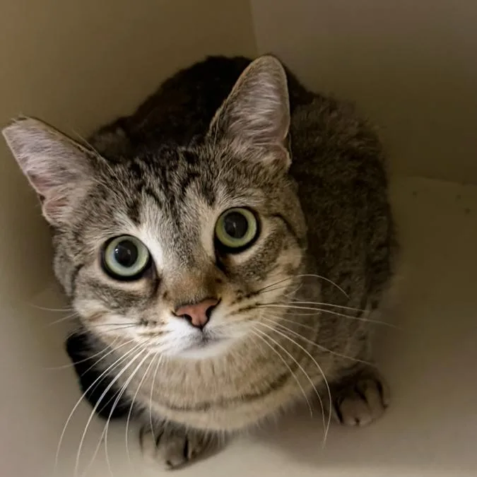 An adult large-sized female Brown / Chocolate Domestic Short Hair cat named Eos for adoption in Las Vegas, NV