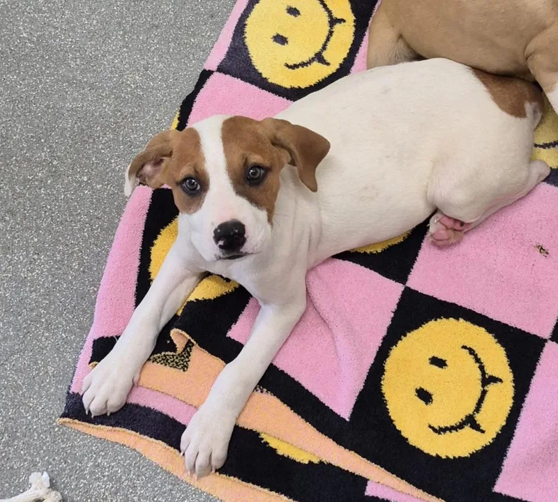 A baby medium-sized female Labrador Retriever dog named Emmylou “earflop Harris” Snifferson for adoption in East Ridge, TN