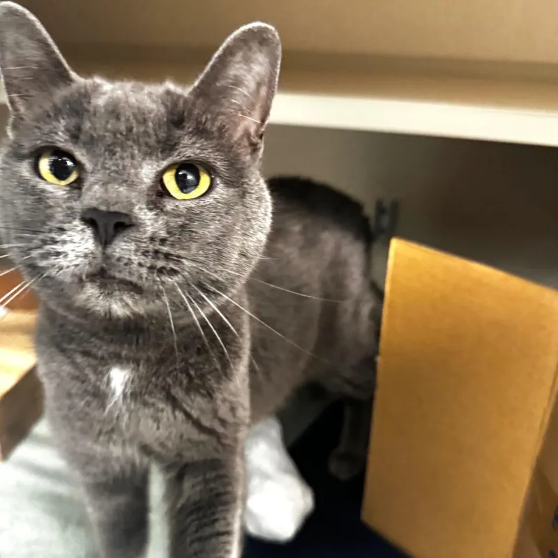 A senior medium-sized female Gray / Blue / Silver Domestic Short Hair cat named Roche for adoption in Wheeling, IL