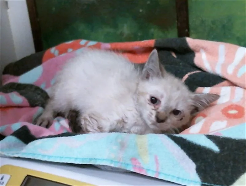 A baby small-sized male Siamese cat named A for adoption in Houston, TX