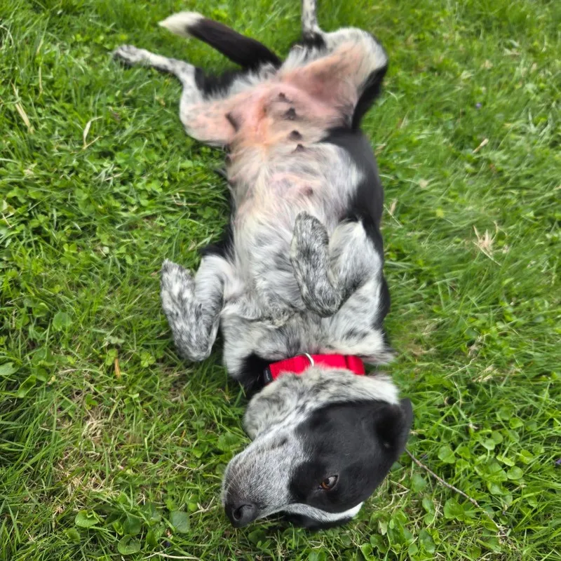 A young medium-sized female Black Australian Shepherd dog named Ct Amy for adoption in Stormville, NY