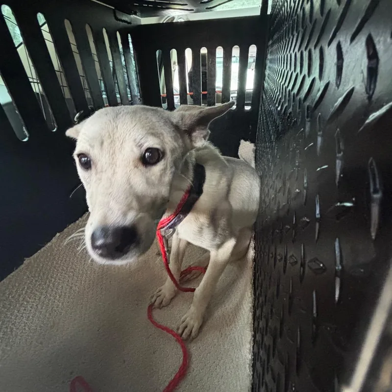 An adult small-sized female White / Cream Shepherd dog named Emily for adoption in Montgomery, AL