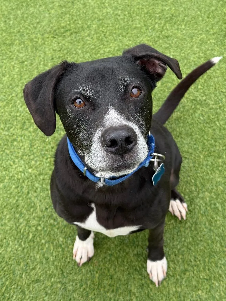 A senior large-sized male Labrador Retriever dog named Debo for adoption in Princeton, MA