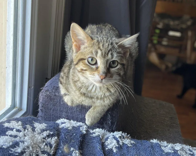 A young medium-sized female Tabby cat named Zadie for adoption in Oxford, MS