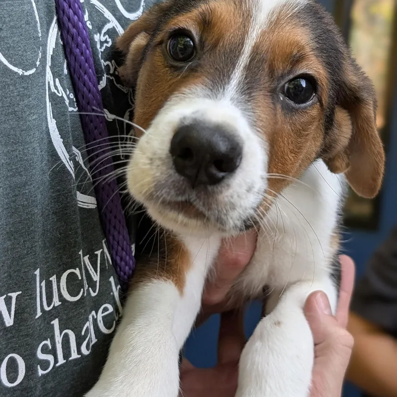 A baby medium-sized male Tricolor (Brown, Black, & White) Hound dog named Skipper for adoption in House Springs, MO